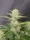 Fast Buds Apricot AUTO - 3 autoflowering Samen