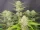 Fast Buds Apricot AUTO - 3 autoflowering Samen