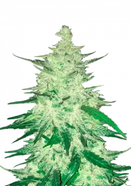 Fast Buds CBD 1:1 AUTO - 3 automatisierte Samen