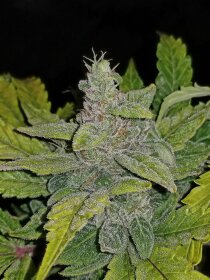 Fast Buds CBD 1:1 AUTO - 3 automatisierte Samen