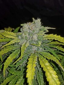 Fast Buds CBD 1:1 AUTO - 3 automatisierte Samen