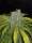 Fast Buds CBD 1:1 AUTO - 3 automatisierte Samen