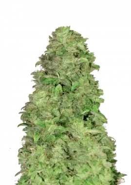 Fast Buds CBD 20:1 AUTO - 3 automatisierte Samen