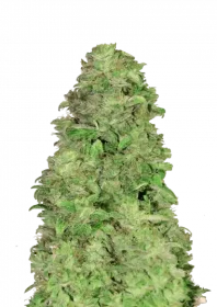 Fast Buds CBD 20:1 AUTO - 3 automatisierte Samen