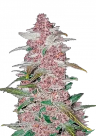 Fast Buds Blackberry AUTO - 3 automated seeds