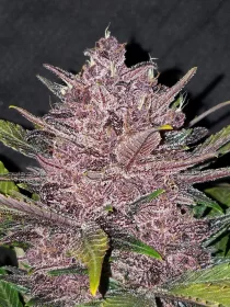 Fast Buds Blackberry AUTO - 3 autoflowering Samen