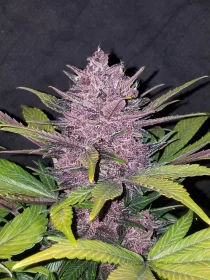 Fast Buds Blackberry AUTO - 3 autoflowering Samen