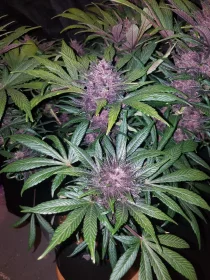 Fast Buds Blackberry AUTO - 3 autoflowering Samen