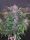 Fast Buds Blackberry AUTO - 3 autoflowering Samen