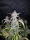 Fast Buds Blackberry AUTO - 3 autoflowering Samen