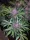 Fast Buds Blackberry AUTO - 3 autoflowering Samen