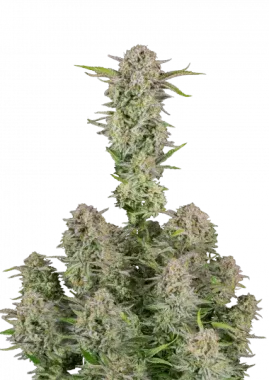 Fast Buds Bruce Banner AUTO - 3 autoflowering Samen