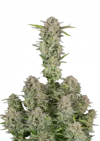 Fast Buds Bruce Banner AUTO - 3 autoflowering Samen