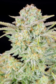 Fast Buds Bruce Banner AUTO - 3 automated seeds