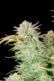 Fast Buds Bruce Banner AUTO - 3 automated seeds