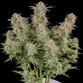 Fast Buds Bruce Banner AUTO - 3 automated seeds