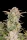 Fast Buds Bruce Banner AUTO - 3 automated seeds