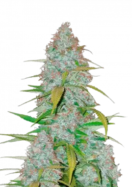 Fast Buds Californian Snow AUTO - 3 autoflowering Samen