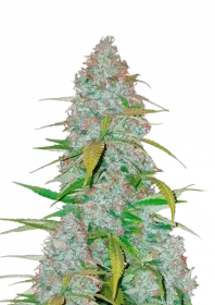 Fast Buds Californian Snow AUTO - 3 automated seeds