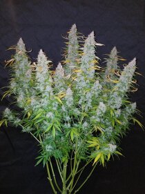 Fast Buds Californian Snow AUTO - 3 autoflowering Samen