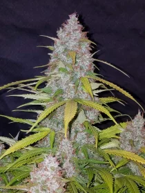 Fast Buds Californian Snow AUTO - 3 autoflowering Samen