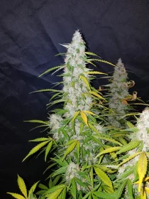 Fast Buds Californian Snow AUTO - 3 autoflowering Samen