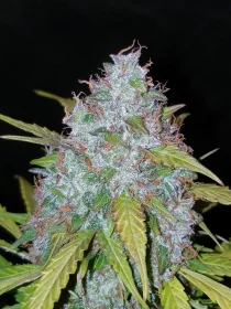 Fast Buds Californian Snow AUTO - 3 autoflowering Samen