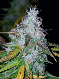 Fast Buds Californian Snow AUTO - 3 autoflowering Samen