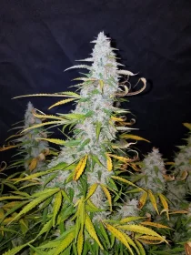 Fast Buds Californian Snow AUTO - 3 autoflowering Samen