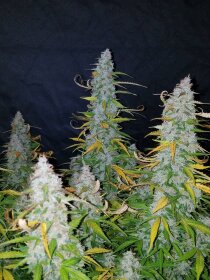 Fast Buds Californian Snow AUTO - 3 autoflowering Samen