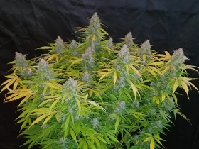 Fast Buds Californian Snow AUTO - 3 autoflowering Samen