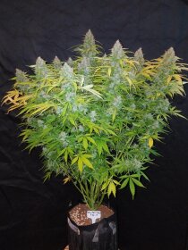 Fast Buds Californian Snow AUTO - 3 automatisierte Samen