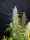 Fast Buds Californian Snow AUTO - 3 autoflowering Samen