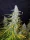 Fast Buds Californian Snow AUTO - 3 autoflowering Samen