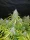 Fast Buds Californian Snow AUTO - 3 autoflowering Samen