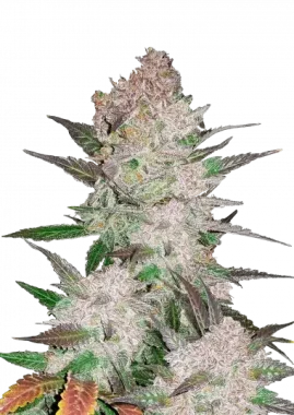 Fast Buds Cream Cookies AUTO - 3 autoflowering Samen