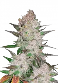 Fast Buds Cream Cookies AUTO - 3 automated seeds