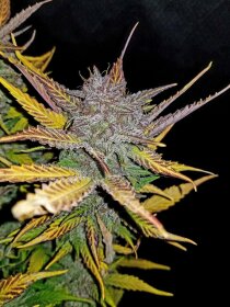 Fast Buds Cream Cookies AUTO - 3 autoflowering Samen