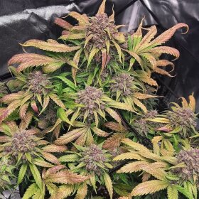 Fast Buds Cream Cookies AUTO - 3 autoflowering Samen