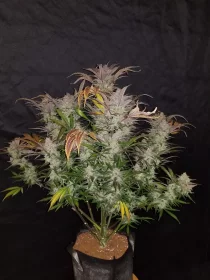 Fast Buds Cream Cookies AUTO - 3 autoflowering Samen