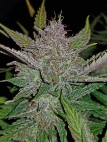 Fast Buds Cream Cookies AUTO - 3 automated seeds