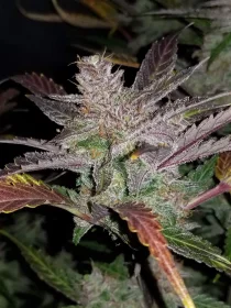 Fast Buds Cream Cookies AUTO - 3 autoflowering Samen