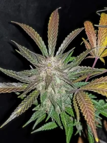 Fast Buds Cream Cookies AUTO - 3 autoflowering Samen