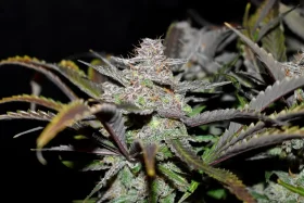 Fast Buds Cream Cookies AUTO - 3 autoflowering Samen