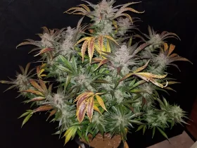 Fast Buds Cream Cookies AUTO - 3 automatsierte Samen