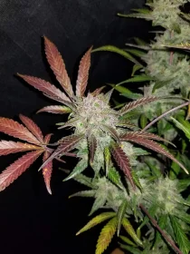 Fast Buds Cream Cookies AUTO - 3 automatsierte Samen