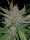 Fast Buds Cream Cookies AUTO - 3 autoflowering Samen