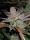 Fast Buds Cream Cookies AUTO - 3 autoflowering Samen