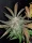 Fast Buds Cream Cookies AUTO - 3 autoflowering Samen