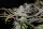 Fast Buds Cream Cookies AUTO - 3 autoflowering Samen